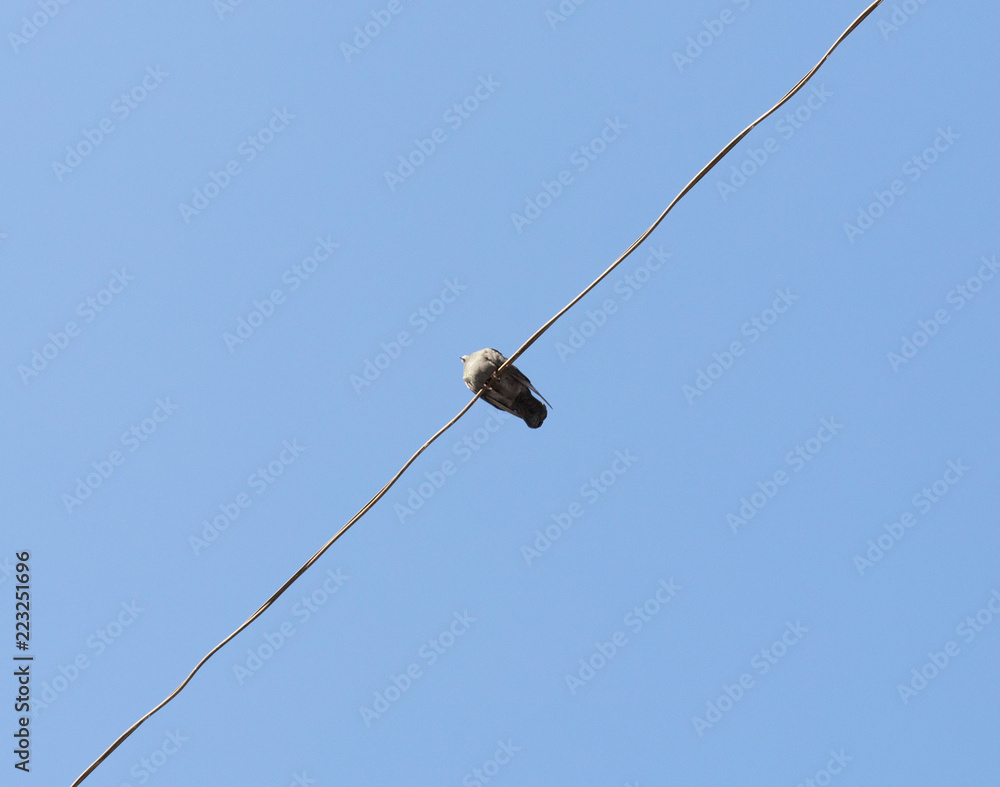 one bird on a wire against a blue sky one bird on a wire against a blue sky