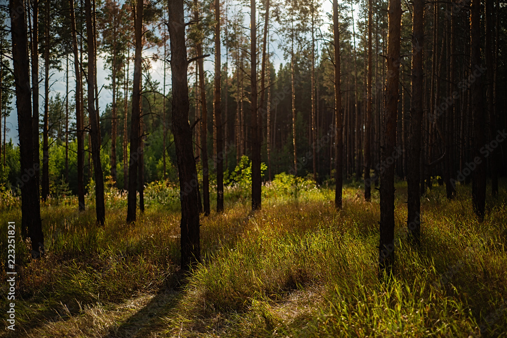 Fototapeta premium Evening with sunset in a pine forest.