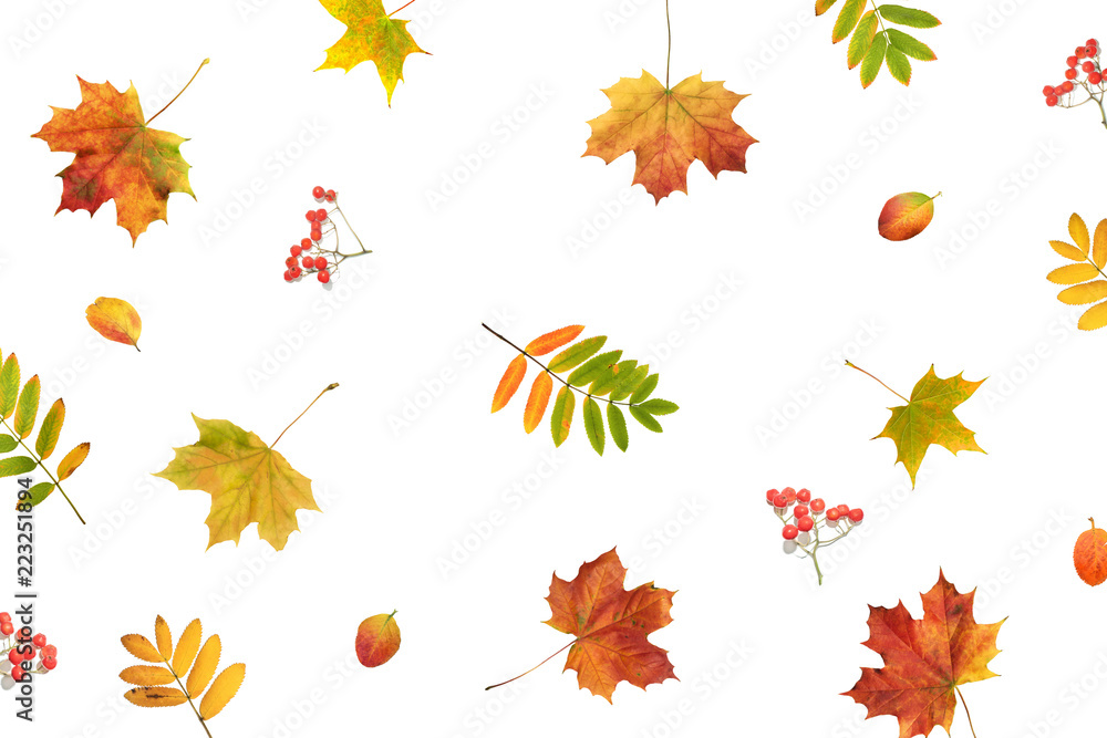 Autumn background. Fall colorful leaves and berries on white background, top view, flat lay Autumn background. Fall colorful leaves and berries on white background, top view, flat lay