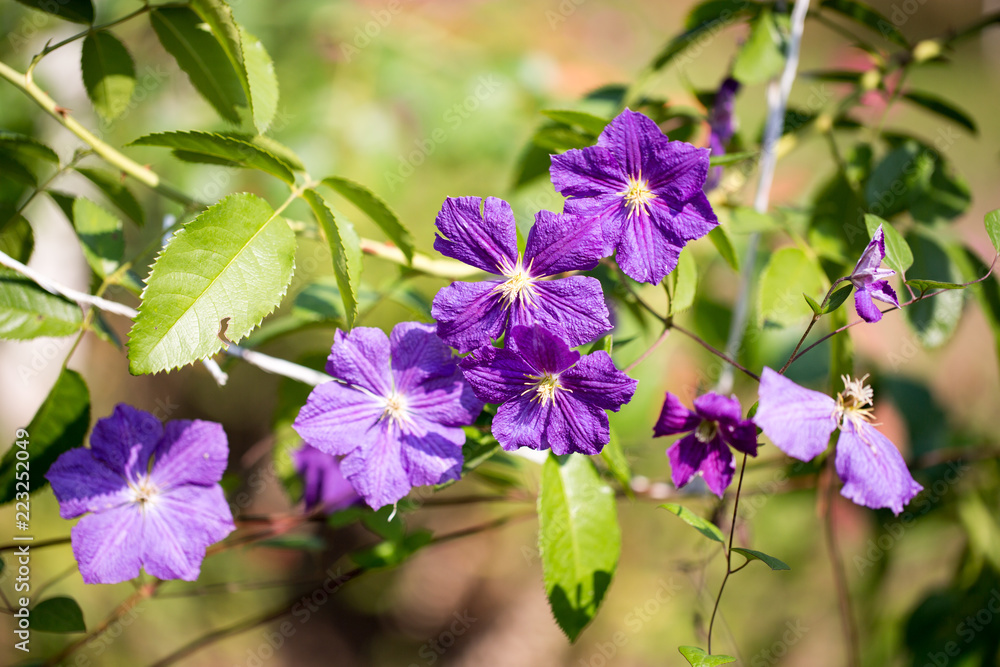 Fototapeta premium purple flowers on the flower bed