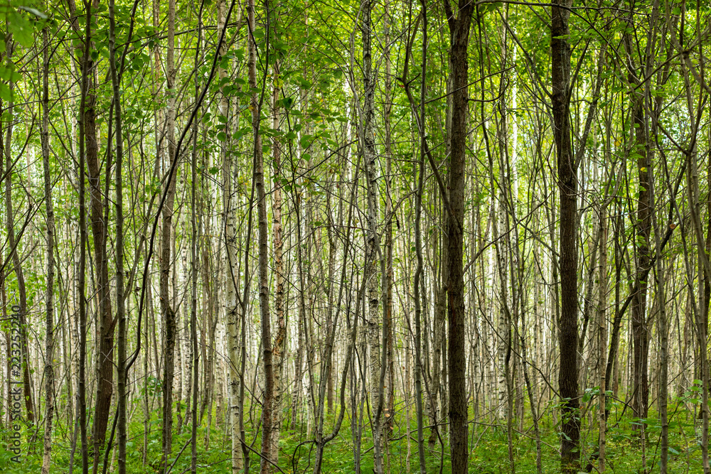 Fototapeta premium beautiful green forest