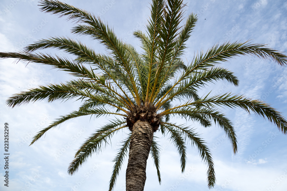 Palm of Mallorca
