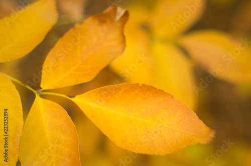 Autumn beautiful leaves. Yellow red nature background. Texture of dry leaf