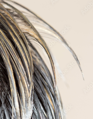 human hair close-up