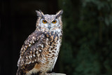 A close up of a european eagle owl perched on a post and staring forward. Taken against a dark background the eyes are penetrating the viewer