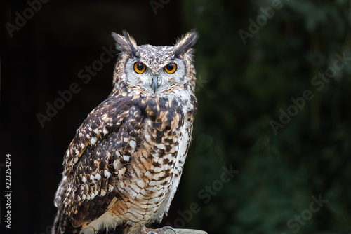 A close up of a european eagle owl perched on a post and staring forward. Taken against a dark background the eyes are penetrating the viewer