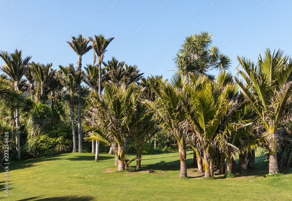 tropical rainforest with Nikau palm trees