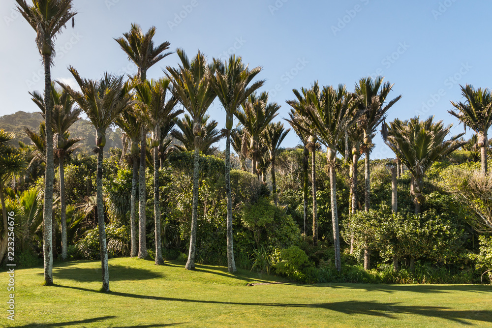 Nikau palm trees grove on the West Coast of New Zealand