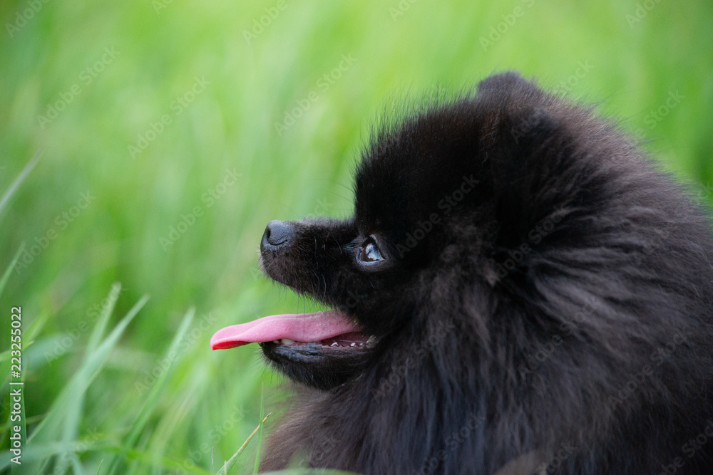 Obraz premium Puppy Pomeranian Spitz with its owner. Young energetic dog on a walk. Whiskers, portrait, closeup. Enjoying, playing, green background 