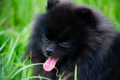 Puppy Pomeranian Spitz with its owner. Young energetic dog on a walk. Whiskers, portrait, closeup. Enjoying, playing, green background 