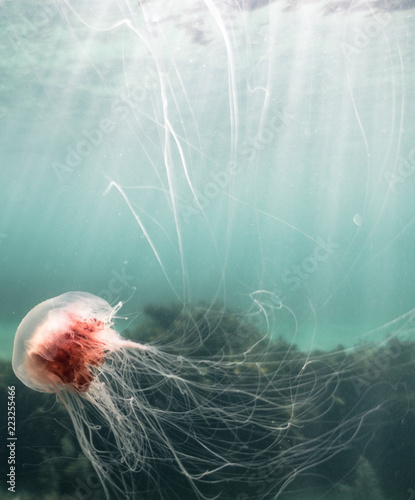 Lionsmane Jellyfish