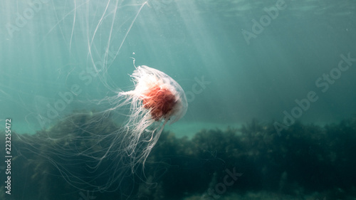 Lionsmane Jellyfish