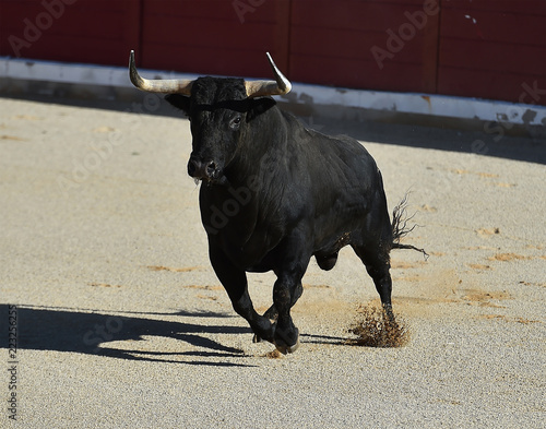 toro negro en españa