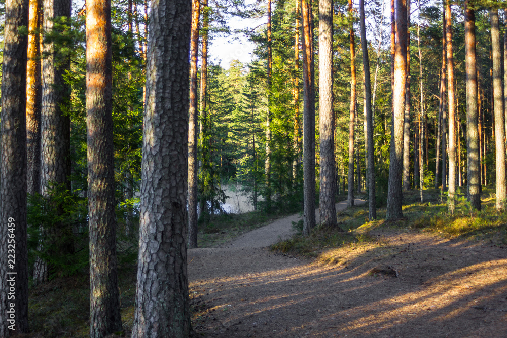 Sunny Spring Day in the Forest Sunny Spring Day in the Forest