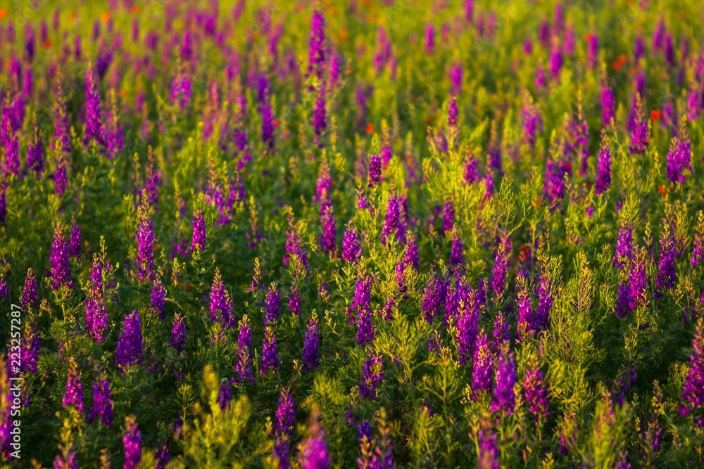 Obraz premium Lavender growing in a field