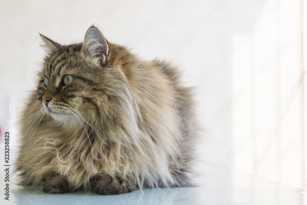Beauty cat of livestock, siberian purebred. Adorable domestic pet with long hair outdoor Beauty cat of livestock, siberian purebred. Adorable domestic pet with long hair outdoor