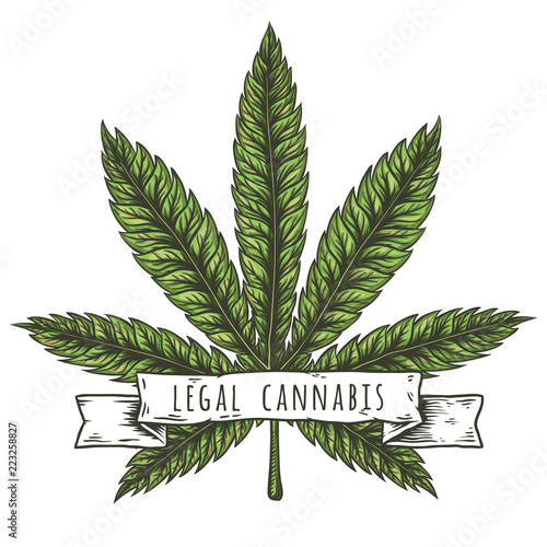 Cannabis leaf vector illustration. Vector eps10 isolated illustrations.