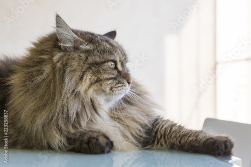 Beauty cat of livestock, siberian purebred. Adorable domestic pet with long hair outdoor