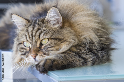 Beauty cat of livestock, siberian purebred. Adorable domestic pet with long hair outdoor