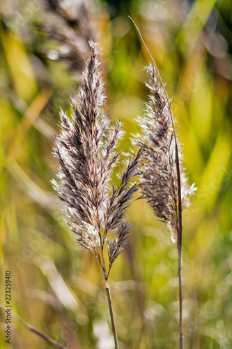 Sea grass in closeup at an ...