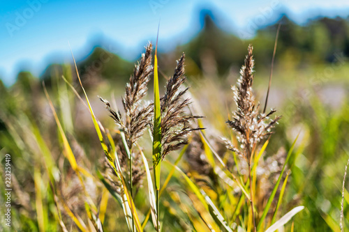 Sea grass in closeup at an ...