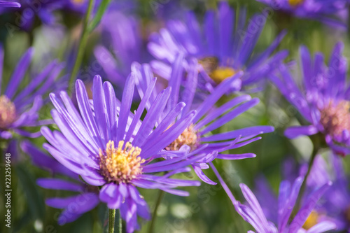 Aster amelle in the meadow, soft focus photo