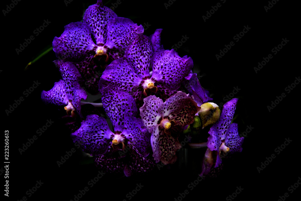 Naklejka premium Close up of a blue vanda orchid on black background