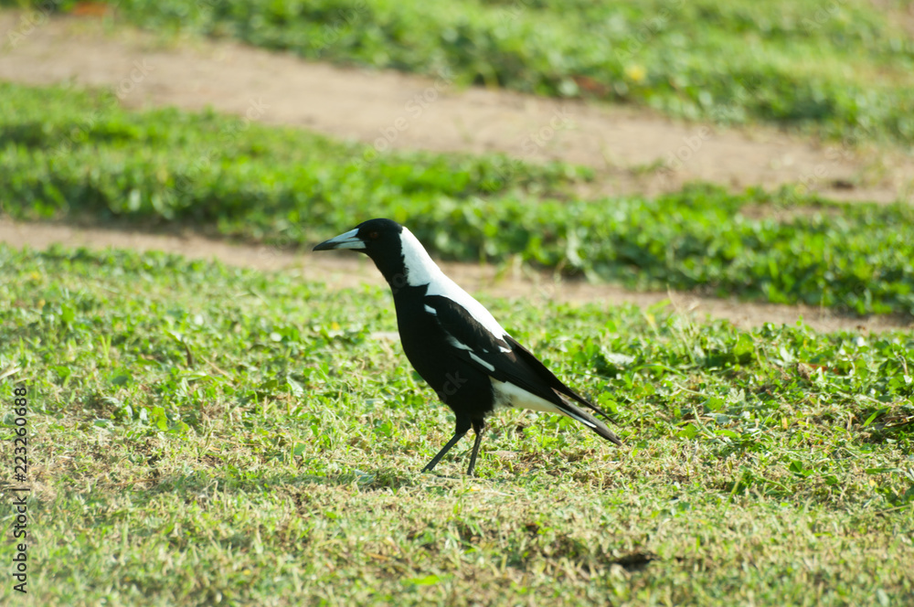 Fototapeta premium Magpie