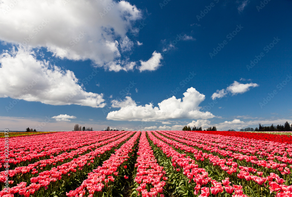 Red and pink tulips blooming in a field in Mount Vernon, Washington