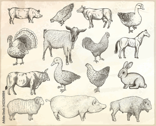Collection of farm animals. Vector eps10 isolated illustrations.