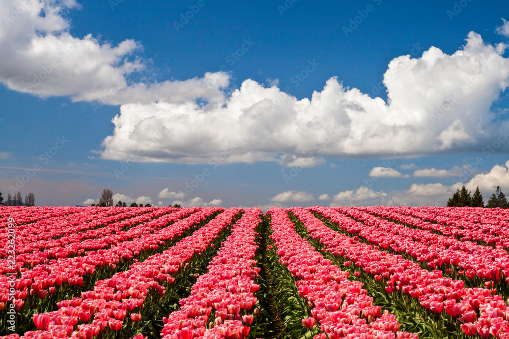 Pink tulips blooming in a field in Mount Vernon, Washington