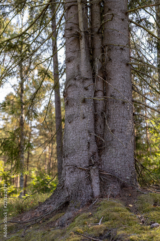 The trunk of a tree called spruce in coniferous forest. Three trees joined together.