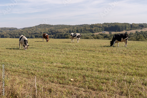 Dairy cows in the pasture. Pets on a meadow in the mountains.