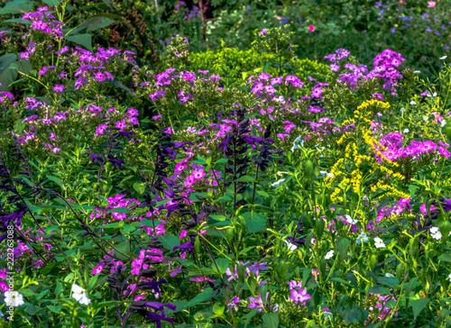 Pink, Purple and White Petals in a Summer Garden Landscape © dan