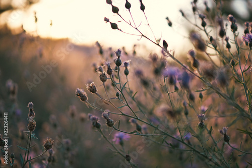 Golden Hour Flowers