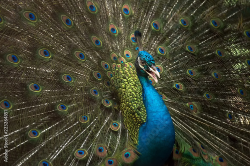 Obraz na plátně Close up of peacock