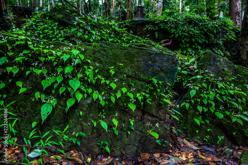 Wet green leaf fern and moss grow on the rock at Pang Sida waterfall, greenscape of Srakaew Thailand 