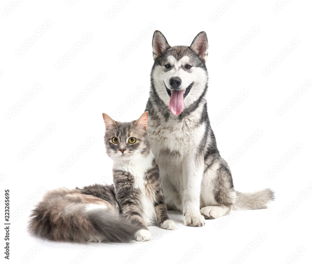 Cute cat and dog together on white background. Best friends Stock Photo