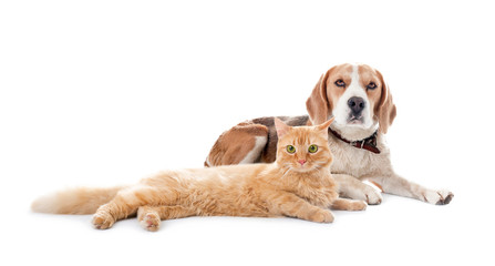 Cute cat and dog together on white background. Best friends