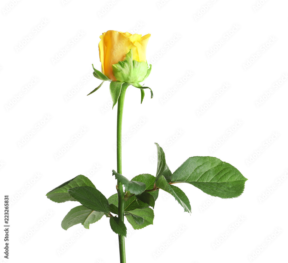 Obraz premium Beautiful blooming yellow rose on white background