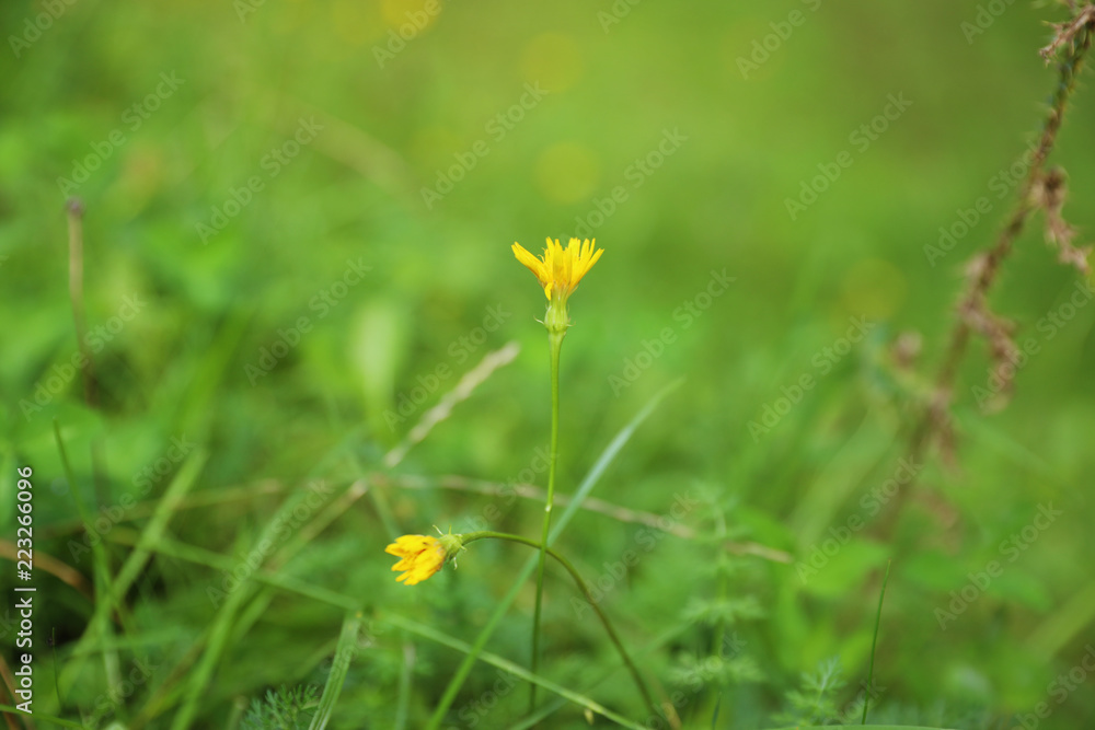 Green meadow with blooming wild flowers, closeup Green meadow with blooming wild flowers, closeup