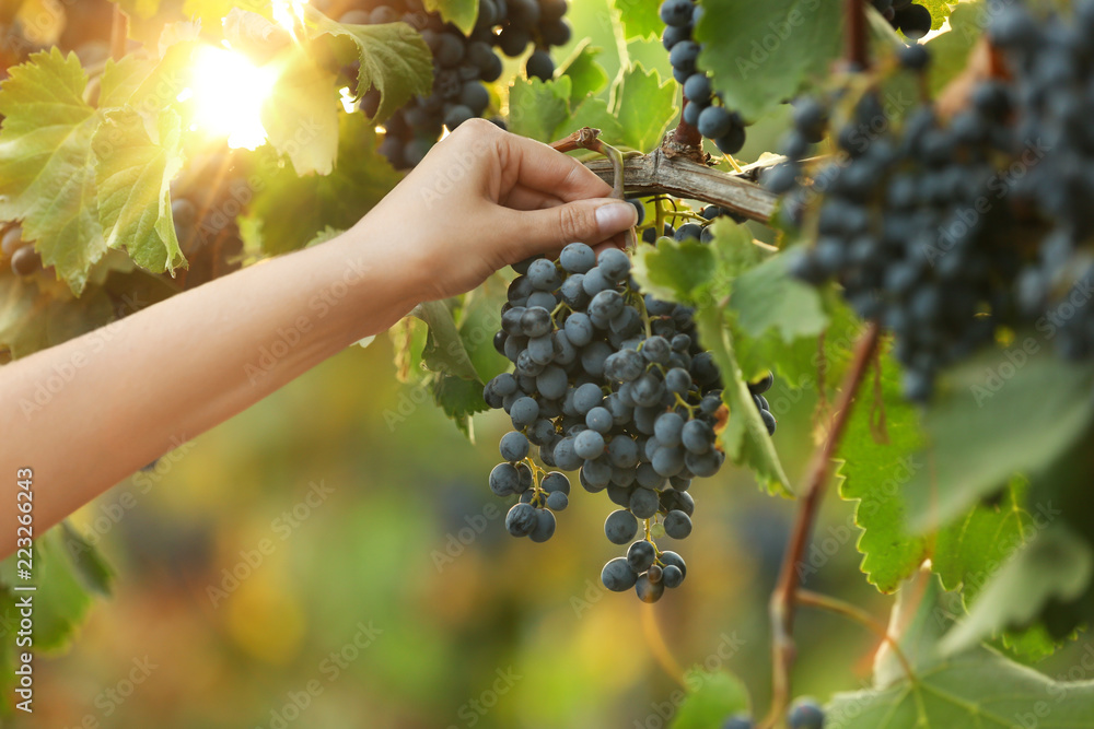 Obraz premium Woman picking fresh ripe juicy grapes in vineyard, closeup
