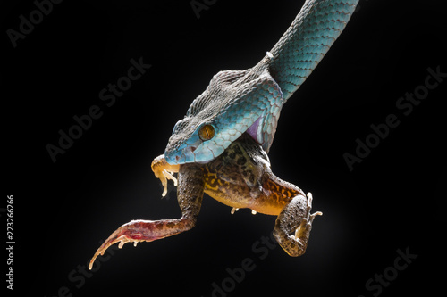 Fotografija Close-up of a Blue viper snake eating a frog, Indonesia