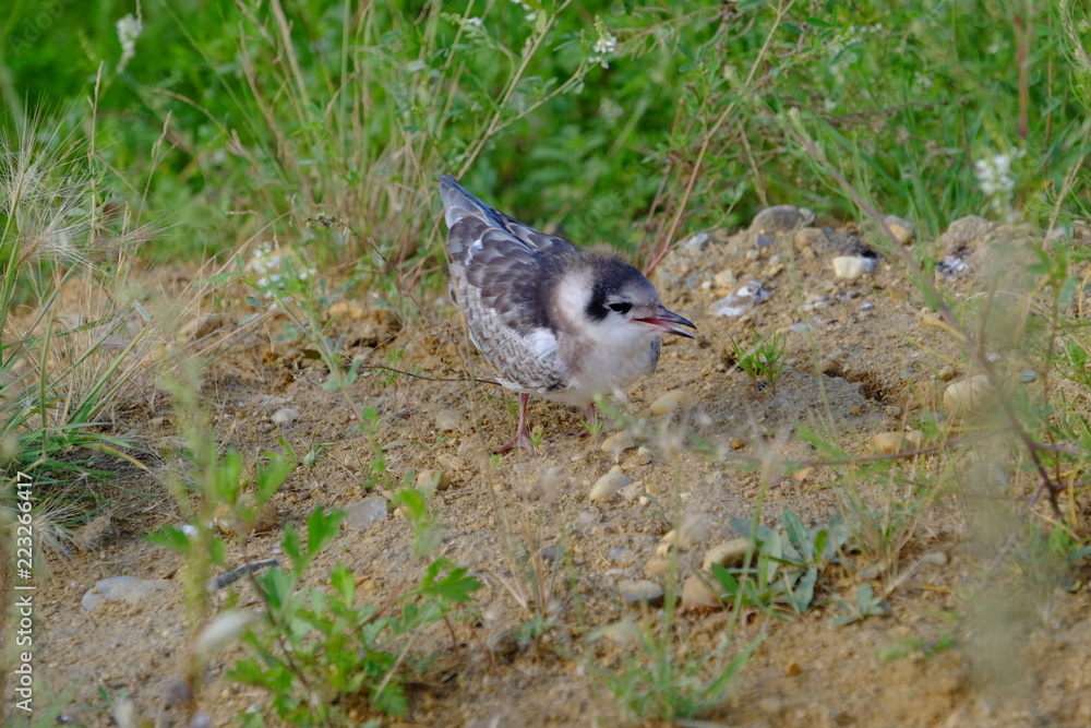 seagull chick, Sterna paradisaea seagull chick, Sterna paradisaea