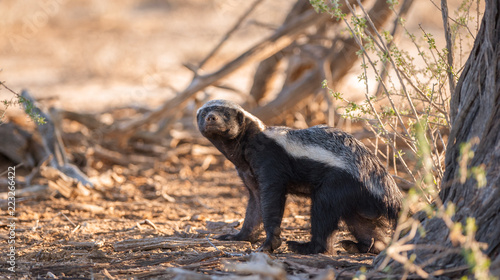 Portrait of a badger, Kgalagadi Transfrontier Park, South Africa photo