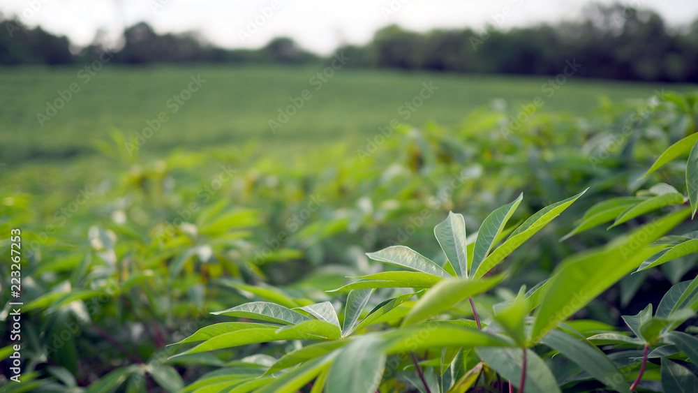 Fototapeta premium Cassava in the beautiful green countryside.