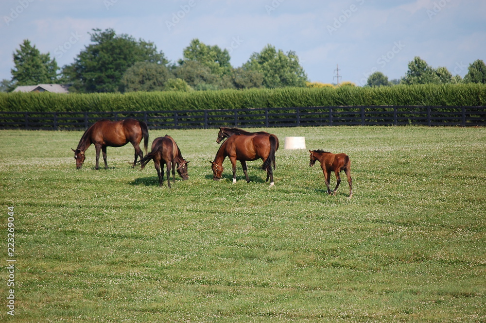 Thoroughbred horses grazing on a Kentucky horse farm