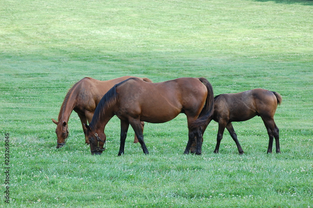 Fototapeta premium Thoroughbreds grazing on a horse farm