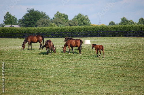 Fototapeta Naklejka Na Ścianę i Meble -  Thoroughbred horses grazing on a Kentucky horse farm