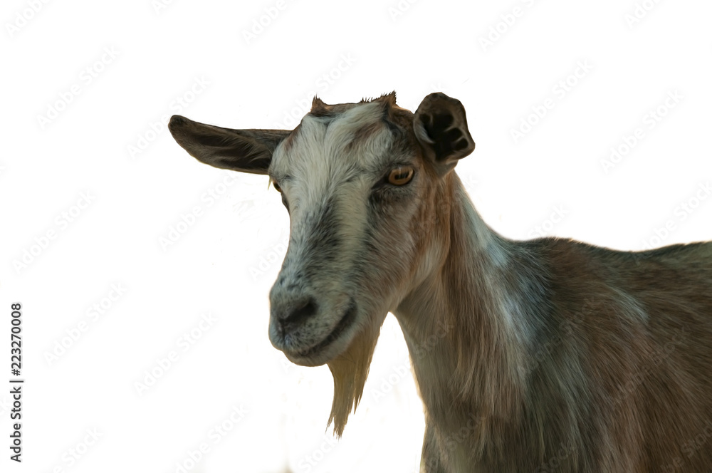 Fototapeta premium Goat in the forest